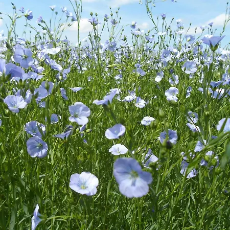 住宿加早餐酒店 A L'oree Du Lin Mentheville