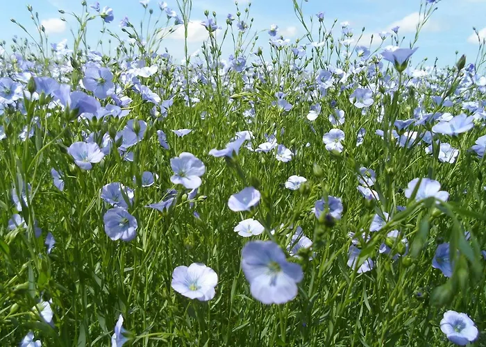 住宿加早餐酒店 A L'oree Du Lin Mentheville